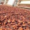 pure chocolate puur 84 procent jamaica